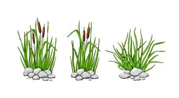 Schilf und Gras wachsen in den Steinen. Das grüne Gras-Set ist auf einem weißen Hintergrund isoliert. Vektor-Illustration.
