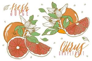 Zitrusfrucht-Grapefruit-Vektorillustration. handgezeichneter skizzenstil.