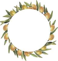 aquarellrahmen aus olivenzweigen mit früchten. handbemalte Blumenkreisgrenze mit gelben Olivenfrüchten und Ästen isoliert auf weißem Hintergrund. vektor