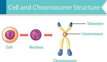 Diagramm, das die Zell- und Chromosomenstruktur zeigt vektor