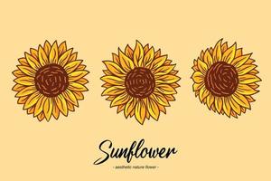 set sammlung sonnenblume sommer floral natur pflanze ästhetische handgezeichnete romantische illustration vektor