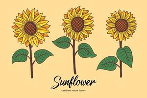 set sammlung sonnenblume sommer floral natur pflanze ästhetische handgezeichnete romantische illustration vektor