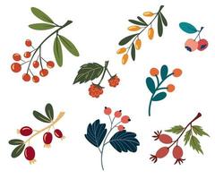 bär set. samling av färgglada blommiga element i platt färg. uppsättning av olika vilda bär, växter, grenar, löv och örter. vektorillustration för inredning, hemsida, grafik och butik. vektor