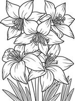 Amaryllis-Blume zum Ausmalen für Erwachsene vektor