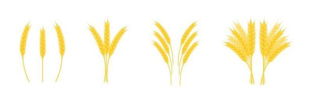 Ähren Weizen mit Körnern in verschiedenen Formen isoliert auf weißem Hintergrund.