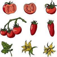Set mit Tomaten auf weißem Hintergrund. Tomaten, Tomatenblätter und Blumen, isoliert auf weiss. verschiedene Tomatensorten vektor