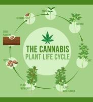Lebenszyklus der Cannabispflanze vektor