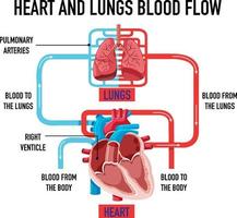 Diagramm, das den Blutfluss von Herz und Lunge zeigt