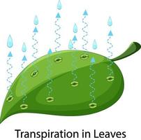 vetenskapskoncept med transpiration i löv vektor