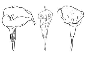 calla doodle blomma vektor