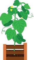 vektor illustration av gurka planta i en trälåda