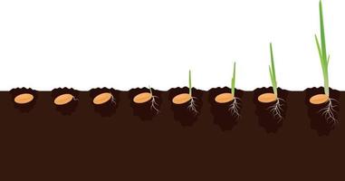 Pflanzenwachstumsphasen Stadien im Boden. evolution keimfortschrittskonzept. Sprossensamen von Mais, Hirse, Gerste, Weizen, Hafer, die aus ökologischer Landwirtschaft wachsen. isolierte Abbildung auf weißem Hintergrund