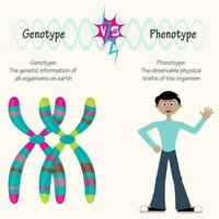 Genotyp versus Phänotyp vektor