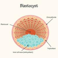 Diagramm der Blastozyste vektor