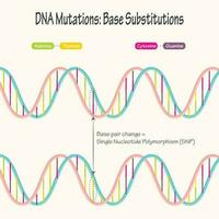 Diagramm der Einzelnukleotid-Polymorphismus-DNA-Mutation