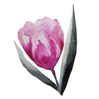 blühendes tulpenblumenaquarell, illustrationsvektor vektor