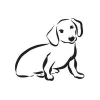 Abbildung Dackel Hund isoliert auf weißem Hintergrund vektor