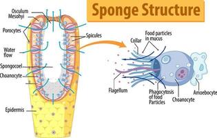 Diagramm, das die Struktur des Schwamms zeigt vektor