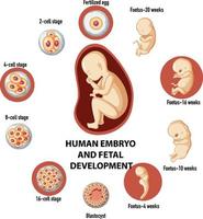 menschliche embryonale und befruchtungsentwicklung in der menschlichen infografik vektor