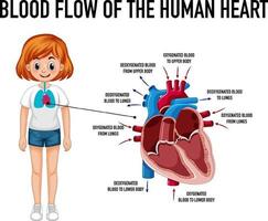 Diagramm, das den Blutfluss des menschlichen Herzens zeigt vektor