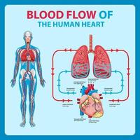 Diagramm, das den Blutfluss im menschlichen Herzen zeigt vektor