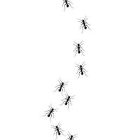Ameisenspurkolonie auf weißem Hintergrund vektor
