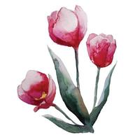 blumenstrauß der blühenden roten tulpenblume mit blattaquarell-illustrationsvektor vektor