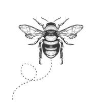 Honigbienenzeichnung auf weißem Hintergrund vektor