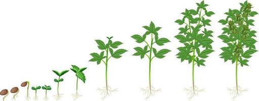 verschiedene Stadien des Anbaus von Cannabispflanzen vektor