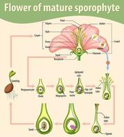 Diagramm, das die Blüte eines reifen Sporophyten zeigt vektor