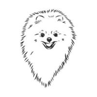 pomeranian vektor skiss