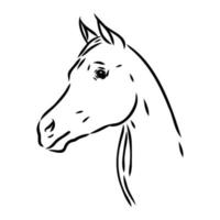 arabische Pferdevektorskizze vektor