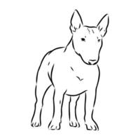 bull terrier vektor skiss