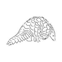 pangolin vektor skiss