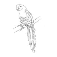 Papagei-Vektorskizze vektor
