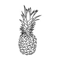 Ananas-Vektorskizze vektor