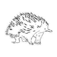 echidna vektor skiss