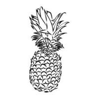 ananas vektor skiss