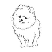 pomeranian vektor skiss