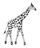 handgezeichnete Vektorgrafik mit schwarzem Umriss. Giraffe in voller Länge, gefleckte Haut, Seitenansicht isoliert auf weißem Hintergrund. wilde tiere afrika, natur, zoo. Safari, Savanne.