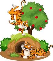 zwei Tiger mit Tierbau