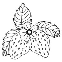 Erdbeer Hand gezeichneten Umriss Doodle-Symbol. Vektorskizzenzeichnung gesunder Beeren - frische rohe Erdbeeren für Print, Web, Handy und Infografiken isoliert auf weißem Hintergrund. vektor