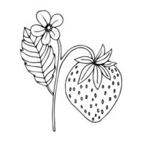 Erdbeer Hand gezeichneten Umriss Doodle-Symbol. Vektorskizzenzeichnung gesunder Beeren - frische rohe Erdbeeren für Print, Web, Handy und Infografiken isoliert auf weißem Hintergrund. vektor