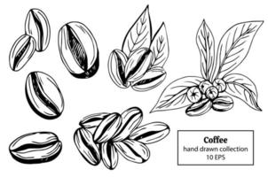 handgezeichnete isolierte kaffeebohnen vektor