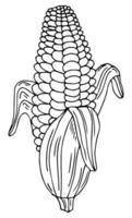 ett sött handritat ax av mogen majs. doodle vektorillustration för grönsaksämnen, matlagningsrecept och köksdesign. vektor