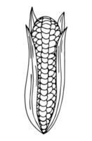 eine niedliche handgezeichnete Ähre aus reifem Mais. Gekritzelvektorillustration für Gemüserohlinge, Kochrezepte und Küchendesign. vektor