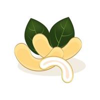 cashewnötter, realistiska isolerade nötter för din design, färska hela och halva cashewnötter, löv och nötter isolerade på vit bakgrund, vektorillustration. vektor
