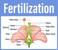 diagram som visar befruktning i blomma vektor