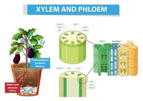 Diagramm, das Xylem und Phloem in der Pflanze zeigt vektor