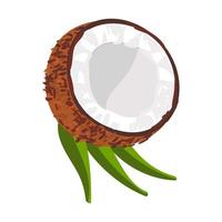 bunte illustration der kokosnuss lokalisiert auf weißem hintergrund vektor